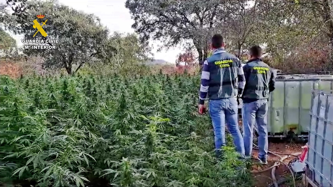 Operación Miller en Extremadura: desmantelan una plantación de marihuana en una finca