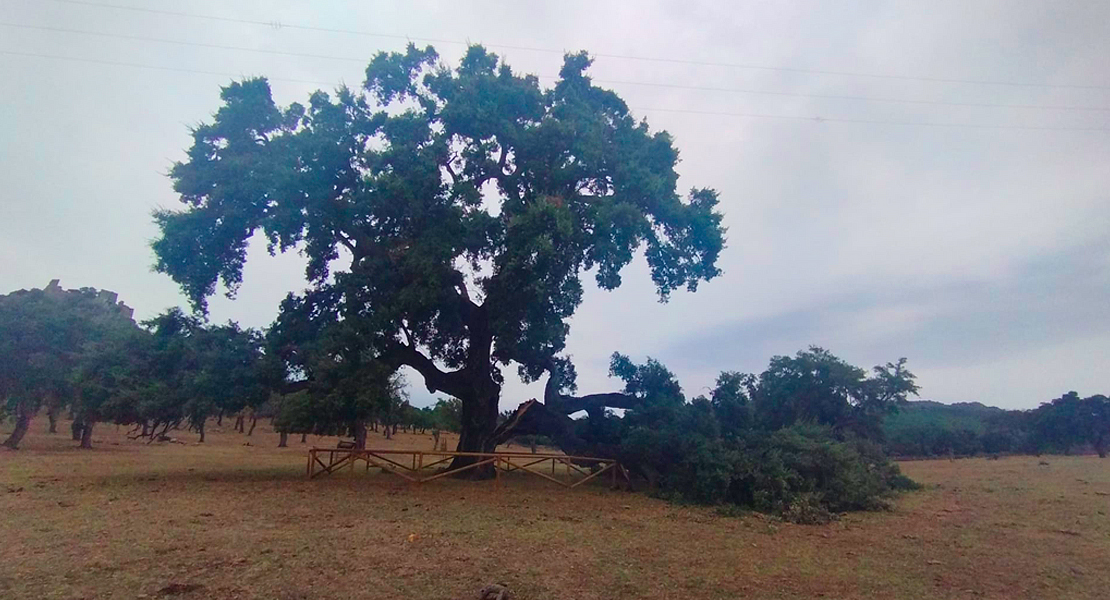 Triste noticia para uno de los árboles más antiguos de Extremadura