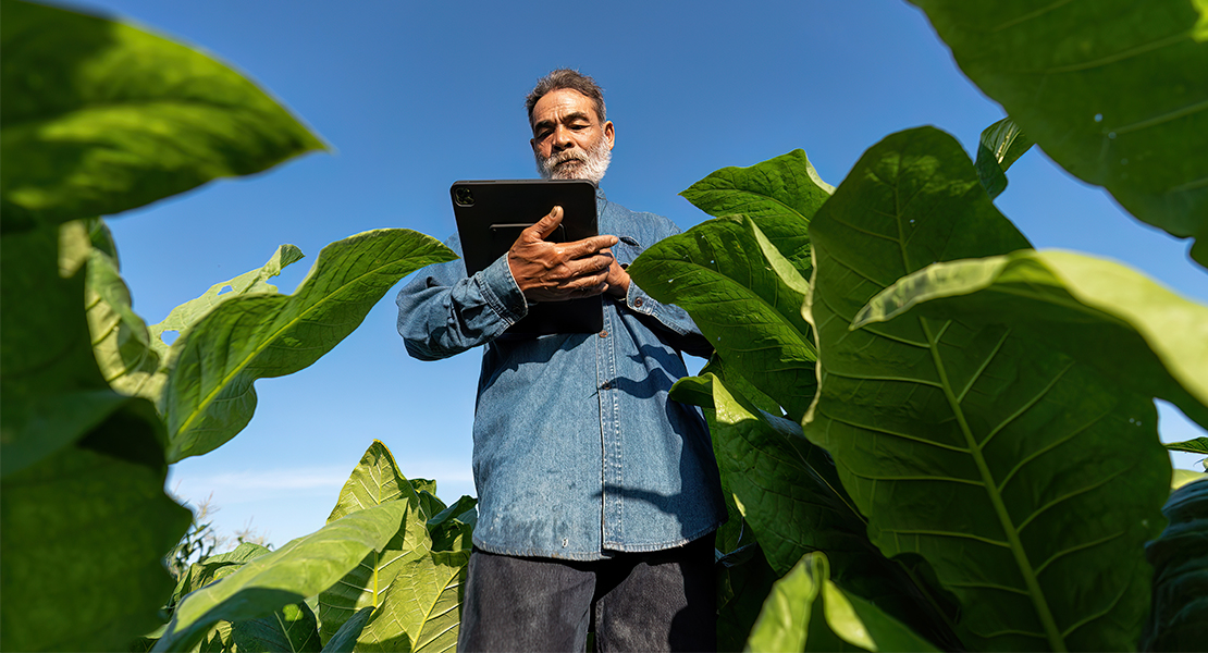 Si cesan las ayudas al tabaco cientos de extremeños podrían acabar en el paro