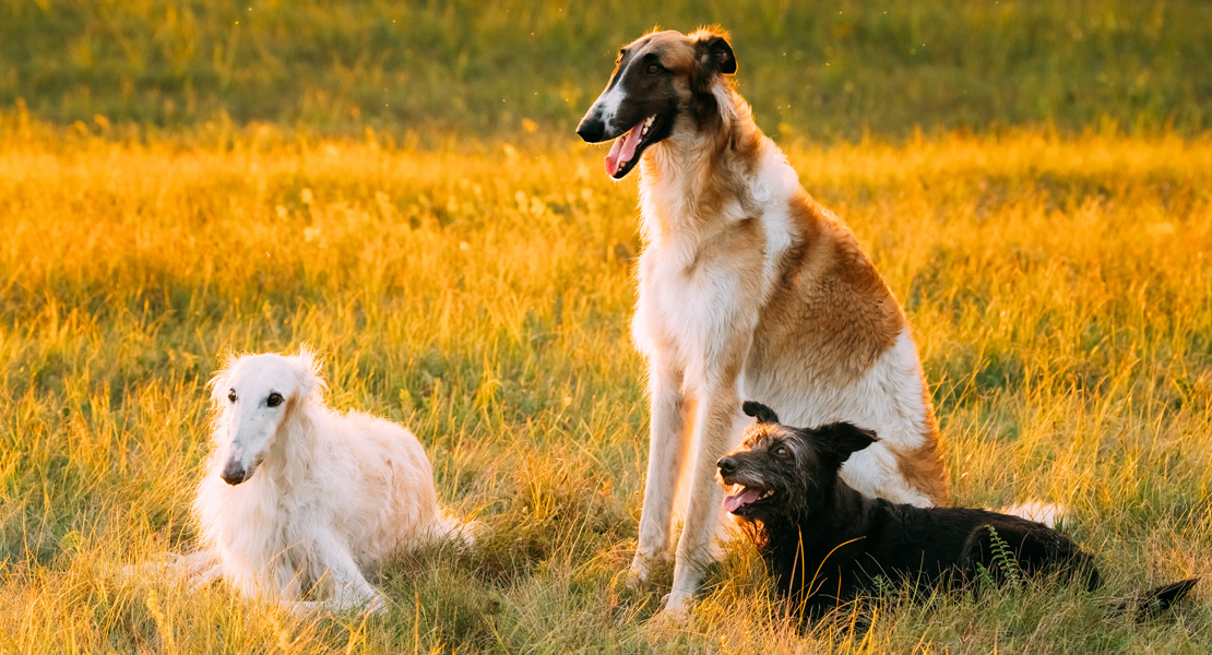 Evento solidario en Badajoz para salvar perros