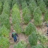 Descubren una plantación de marihuana en una isleta del rio Guadiana