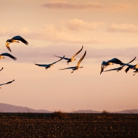 “La reproducción de aves en suelos agrícolas peligra”