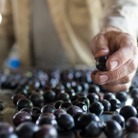 &quot;Las aceituneras del Norte de Cáceres están recibiendo coacciones&quot;