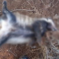 Detenidos tras usar lazos metálicos para cazar animales en Extremadura