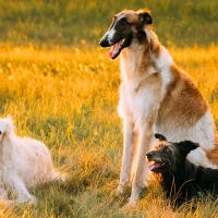 Evento solidario en Badajoz para salvar perros