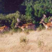 Se podrán cazar 644 ciervos y 419 jabalíes en Monfragüe