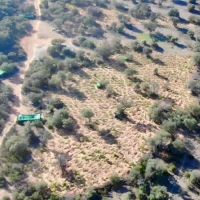 Intervenidas 1.400 plantas de marihuana en Extremadura