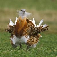 SEO/BIRDLIFE confirma el descenso de la población de avutarda en Extremadura