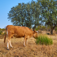 Crece el PIB en Extremadura