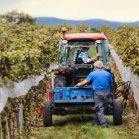 Productores de uva y vino reciben 4,6 M€ por indemnizaciones en Extremadura