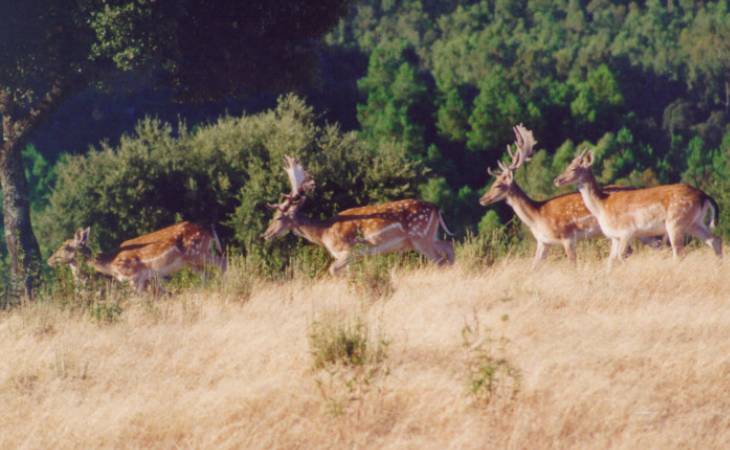 Se podrán cazar 644 ciervos y 419 jabalíes en Monfragüe