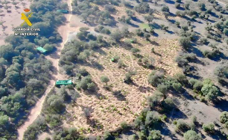 Intervenidas 1.400 plantas de marihuana en Extremadura