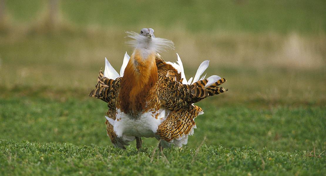 SEO/BIRDLIFE confirma el descenso de la población de avutarda en Extremadura