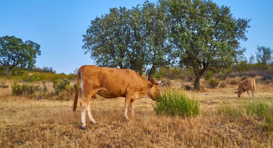 Crece el PIB en Extremadura en el segundo trimestre de 2023