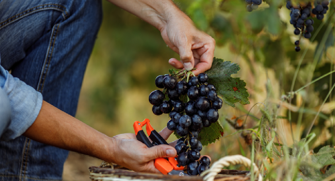 Comienza el plazo de suscripción del seguro de uva de vino