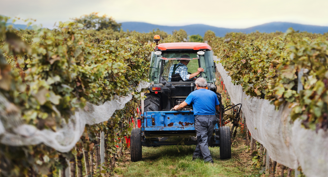 Productores de uva y vino reciben 4,6 M€ de indemnizaciones en Extremadura