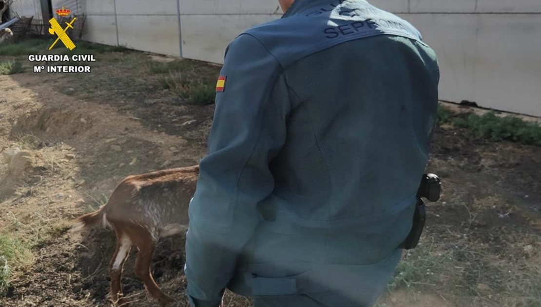 Investigado por un delito de abandono y maltrato animal: cadáveres en una explotación extremeña