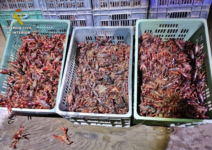 Pillado en Almendralejo con 1.500 kilos de cangrejos rojos sin autorización