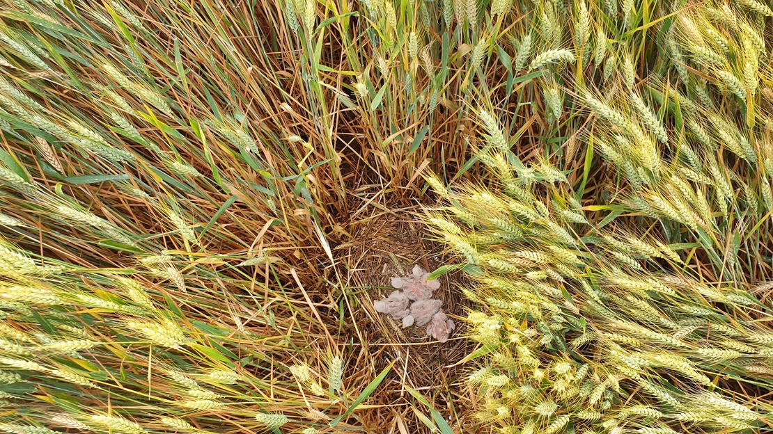 Más de 400 pollos de aguilucho cenizo han sido salvados este año