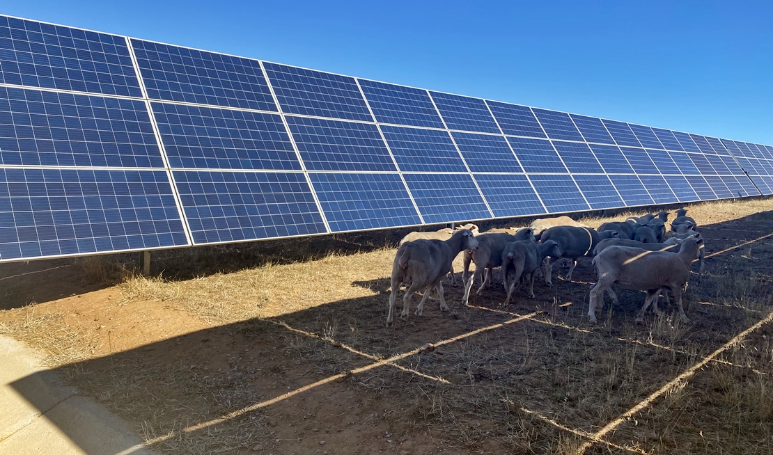 Extremadura inicia una experiencia piloto de gestión ganadera en plantas fotovoltaicas