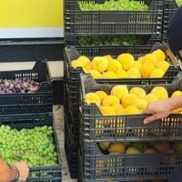 Investigan a 11 vecinos pacenses tras sustraer 17.000 kilos de fruta en Badajoz y Talavera la Real