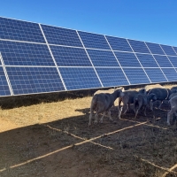 Extremadura inicia una experiencia piloto de gestión ganadera en plantas fotovoltaicas