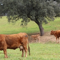 La Unión exige 5 M€ para la enfermedad que mata cientos de animales en Extremadura