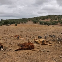 Hallan un centenar de animales abandonados, algunos muertos, en una finca de Olivenza