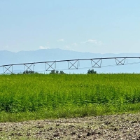 Se aprueban las especificaciones para el cultivo del cáñamo industrial en Extremadura