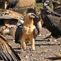 Cáceres se convierte en el epicentro europeo de la conservación de buitres