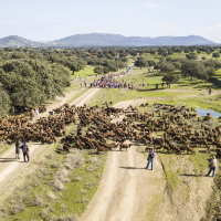 Conviértete en pastor por un día recorriendo la Cañada de las merinas