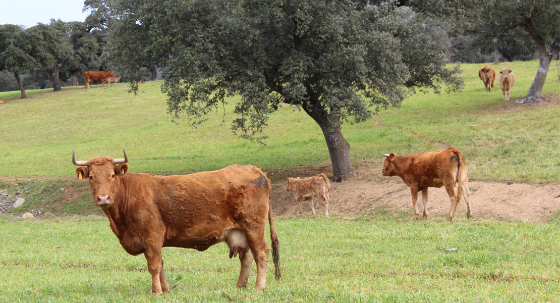 La Unión exige 5 M€ para la enfermedad que mata cientos de animales en Extremadura