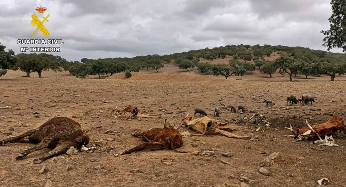 Abandonan más de 100 cabezas de ganado y mueren