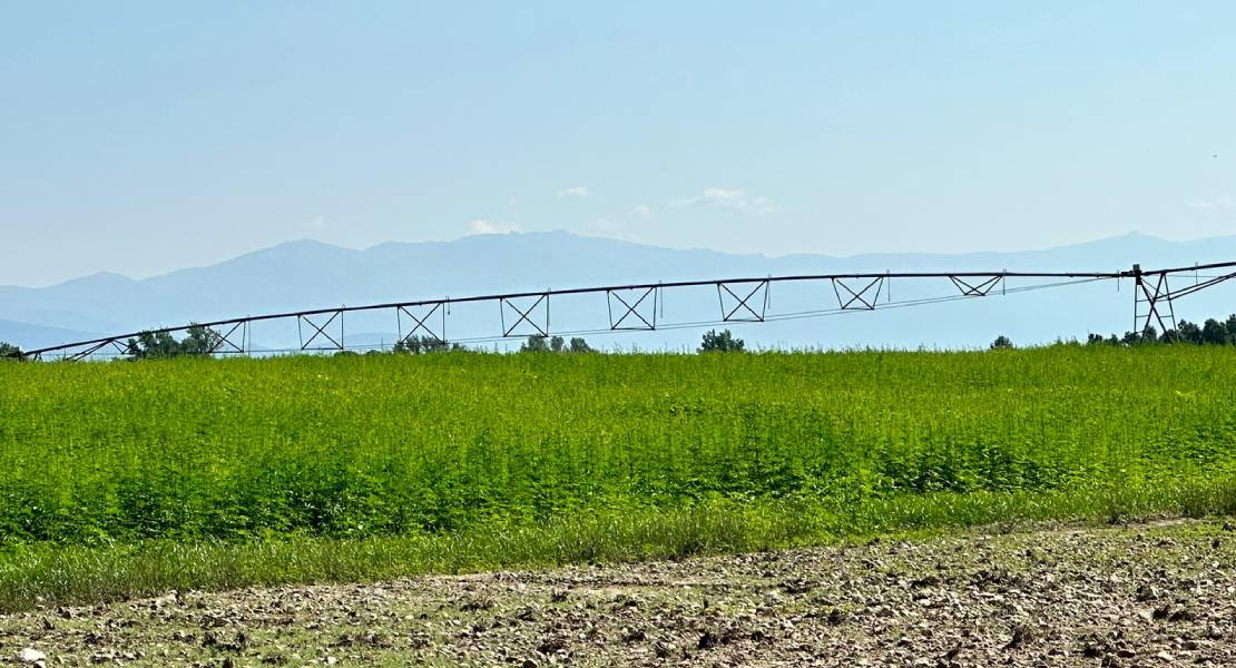 Aprobada la norma técnica para la producción del cáñamo industrial en Extremadura