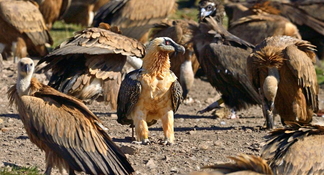 Cáceres se convierte en el epicentro europeo de la conservación de buitres