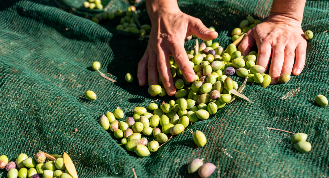 Se celebrarán unas jornadas acerca de los retos del olivar y el vino en Almendralejo