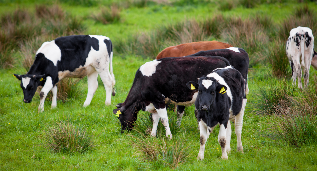 Estos son los retos del sector agroganadero para el próximo año