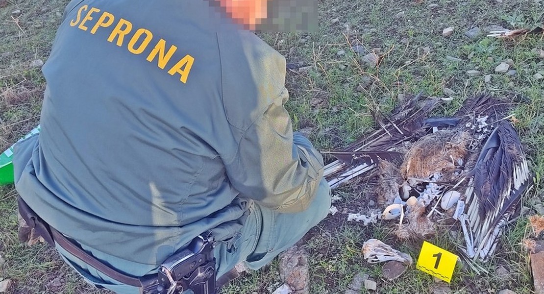 Encuentran 13 aves electrocutadas en Extremadura, algunas de ellas protegidas