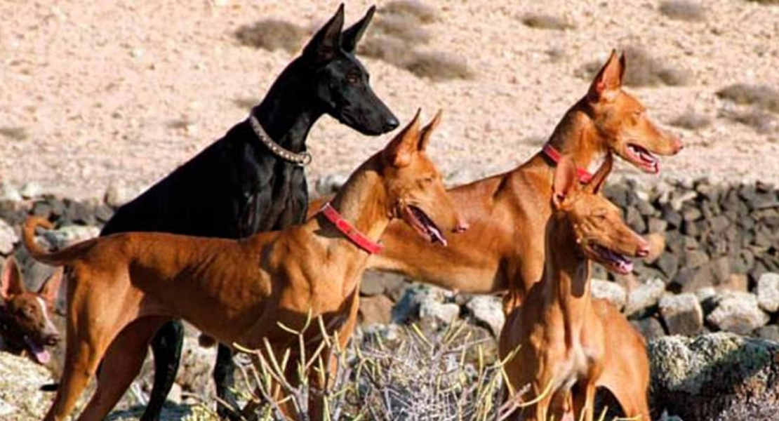 Exremadura acoge el Campeonato de España de Podenco, Maneto y Orito Español