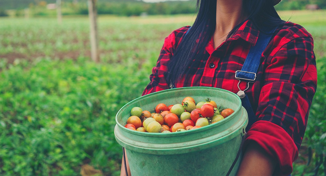 ¿Cuánto cuesta producir una tonelada de tomate en Extremadura?