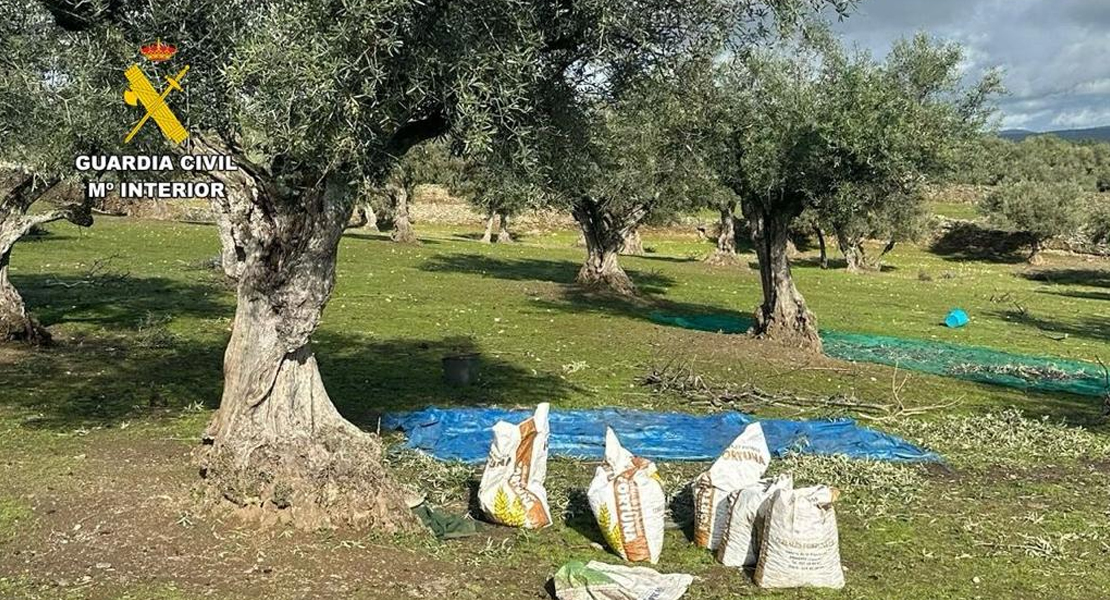 Investigan el robo de más de 1.500 kg de aceitunas en Extremadura