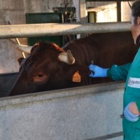 Aprueban el programa de sanidad animal para 2024 dotado con casi 12 M€