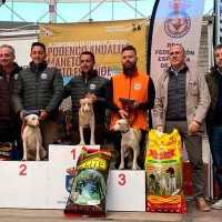 Un extremeño se convierte en Campeón de España de Podenco Andaluz con ‘Rubia’