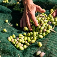 Se celebrarán unas jornadas acerca de los retos del olivar y el vino en Almendralejo