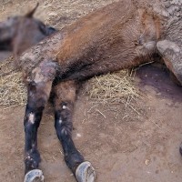 Deja a una yegua abandonada sufriendo una larga agonía en una parcela de Llerena