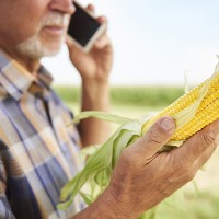Las pérdidas en el sector del maíz extremeño