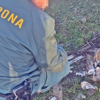 Encuentran 13 aves electrocutadas en Extremadura, algunas de ellas protegidas