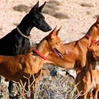 El Campeonato de España de Podenco, Maneto y Orito Español se celebra en Extremadura