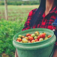 ¿Cuánto cuesta producir una tonelada de tomate en Extremadura?