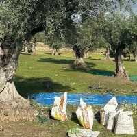 Investigan el robo de más de 1.500 kg de aceitunas en Extremadura